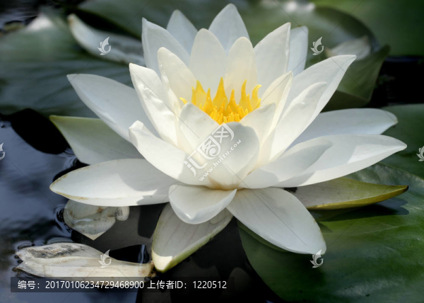 莉莉