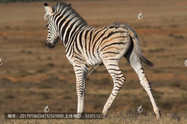斑馬駒