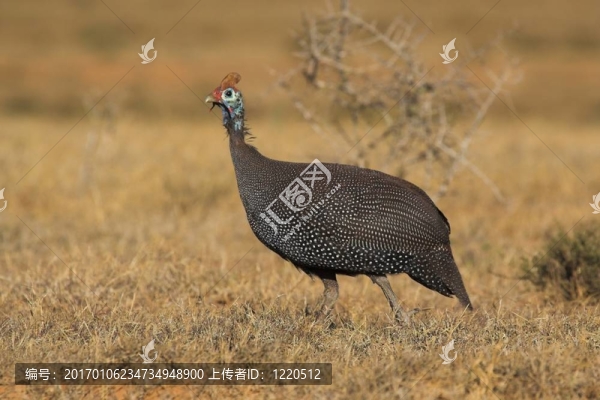 珍珠雞