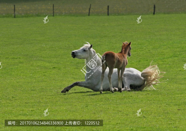 媽媽和小馬駒