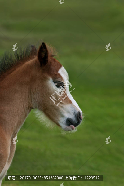 新出生的小馬駒