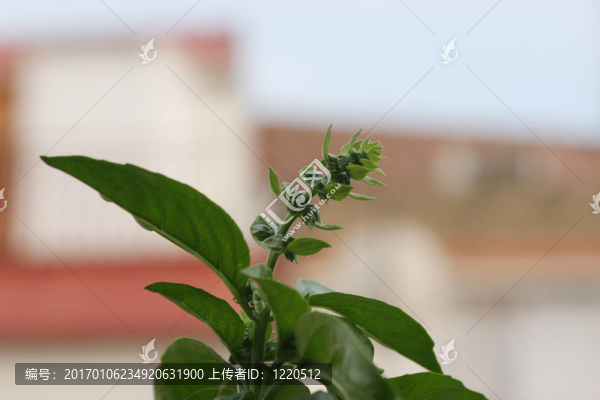 巴茲爾出生-匯圖網(wǎng) www.fosd68.com 巴茲爾出生