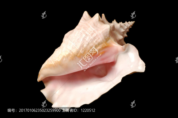 貝殼