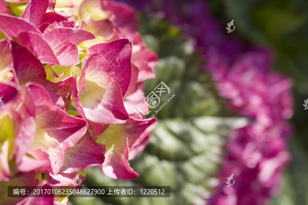 紫繡球花的照片