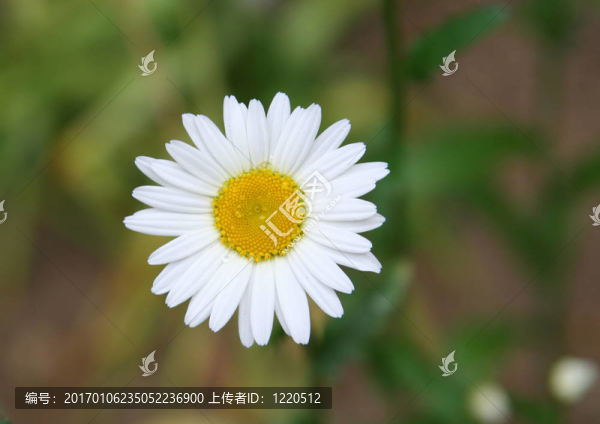 帶露的雛菊