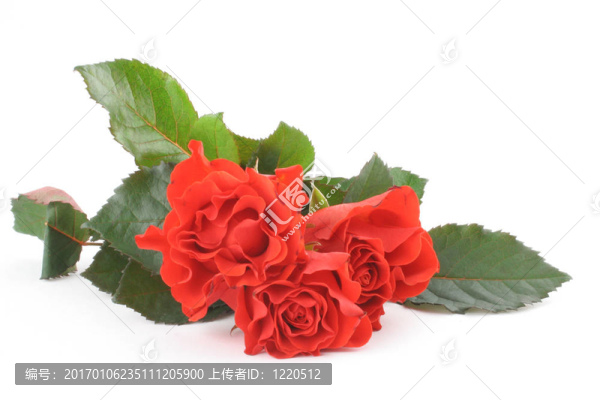 三美麗的玫瑰