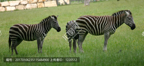 在Safari中PA的斑馬