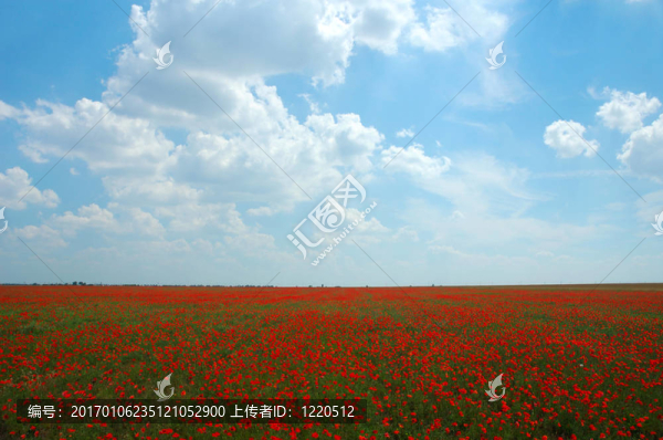 夏季自然美