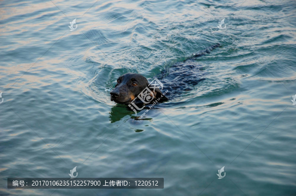 在海的臘腸