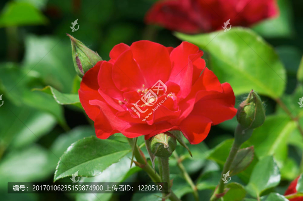 街上的玫瑰紅-匯圖網(wǎng) www.fosd68.com 街上的玫瑰紅