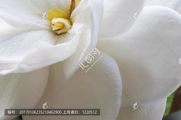 梔子開花