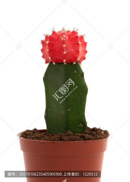 盛開(kāi)的紅