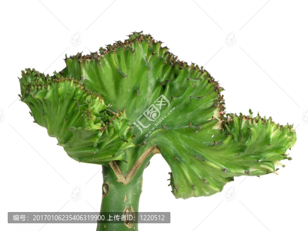 珊瑚仙人掌接近