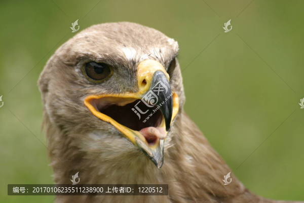 草原雕