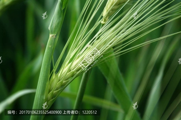 玉米
