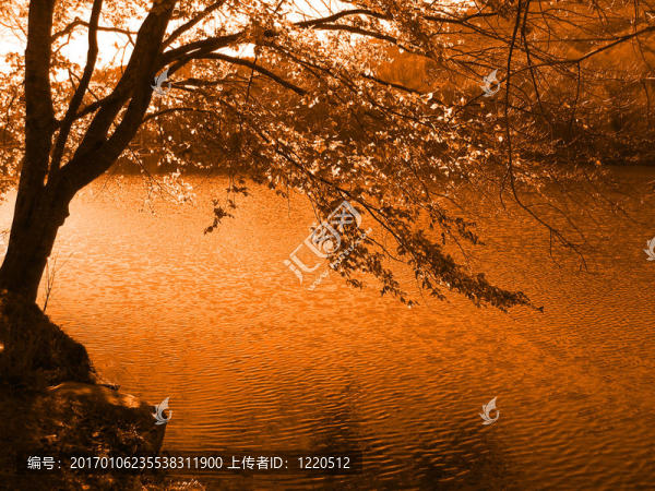 湖邊的樹(shù)