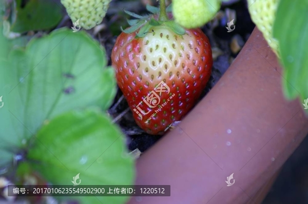 成熟的草莓