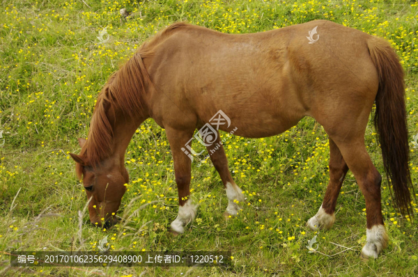 棕色的馬