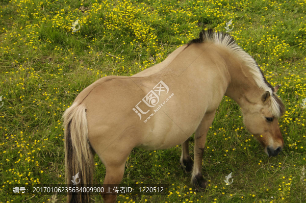 放牧的馬-匯圖網(wǎng) www.fosd68.com 放牧的馬