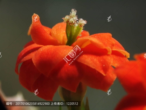 長壽花；宏