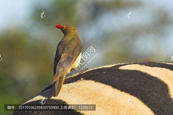 紅嘴牛椋鳥