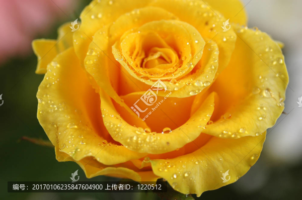 玫瑰