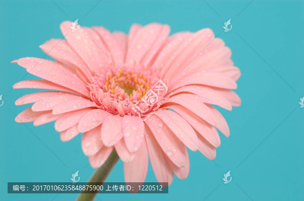 雛菊