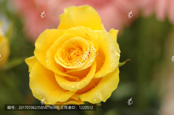美麗的黃色ROS