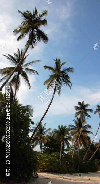 椰子樹-匯圖網(wǎng) www.fosd68.com 椰子樹