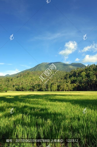 山地與稻田亞洲景觀。