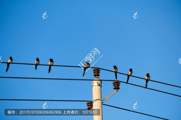 喜鵲