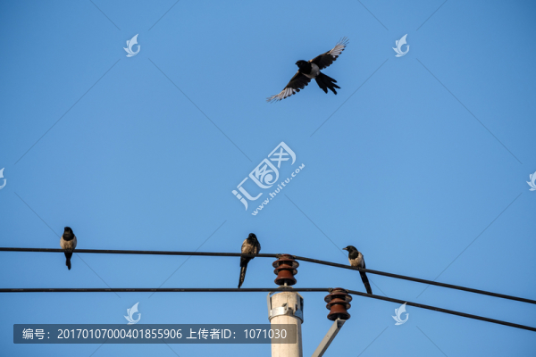 喜鵲