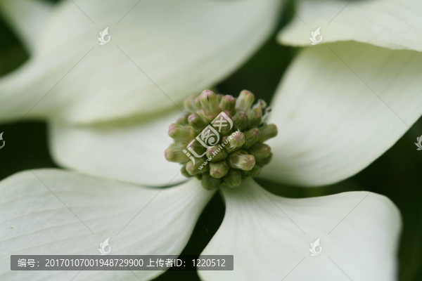 四照花