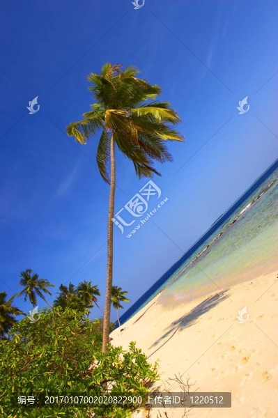 驚人的海灘棕櫚樹