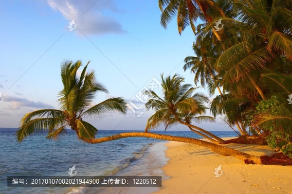 棕櫚樹的夢幻般的日落海灘