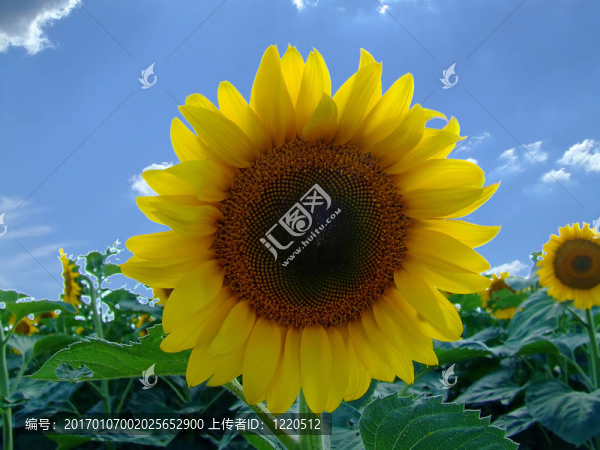 向日葵-匯圖網(wǎng) www.fosd68.com 向日葵