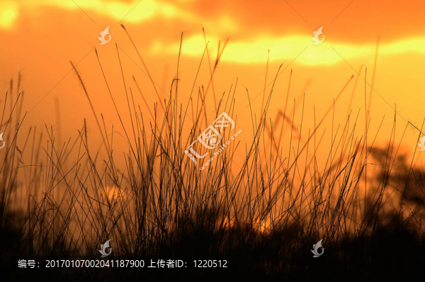 日落
