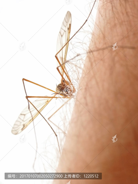 蚊子