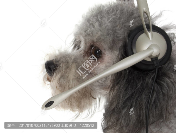 客戶服務(wù)的小狗