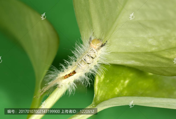 卡特彼勒