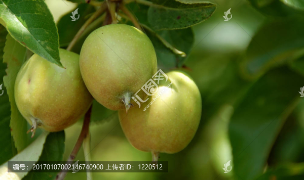 密歇根蘋果樹