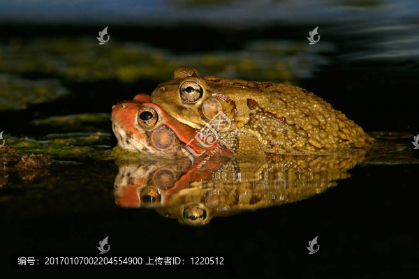 紅色蟾蜍交配