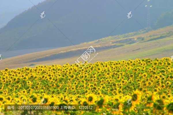 領域