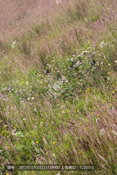 野花草地-匯圖網(wǎng) www.fosd68.com 野花草地