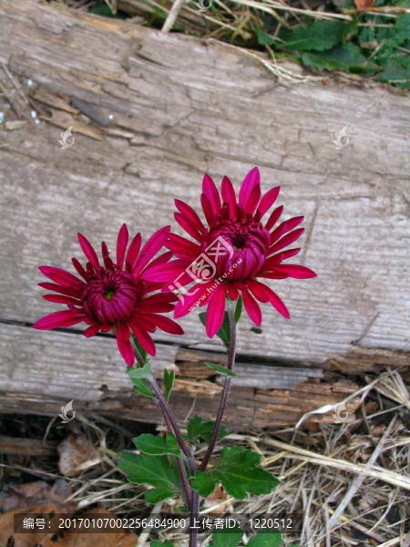 菊花