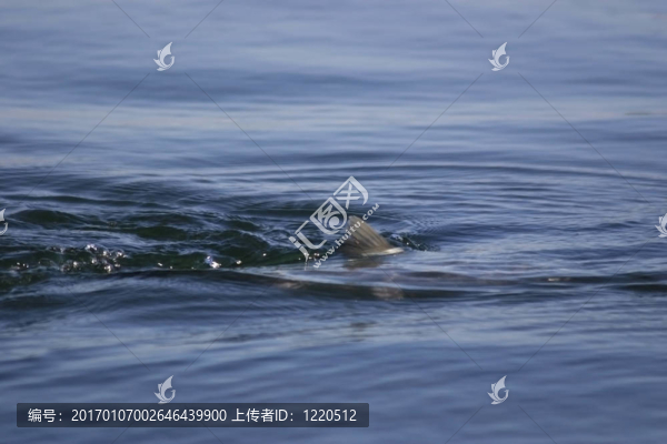 鮭魚鯊魚
