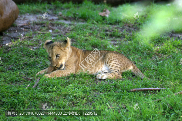 小獅子