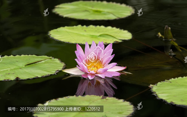 水莉莉