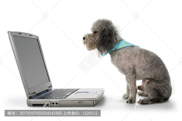 獅子狗和筆記本電腦