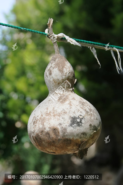 干Bottle,Gourd
